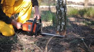 Reliable Lake Of The Woods, VA Tree Removal and Landscaping Services Solutions